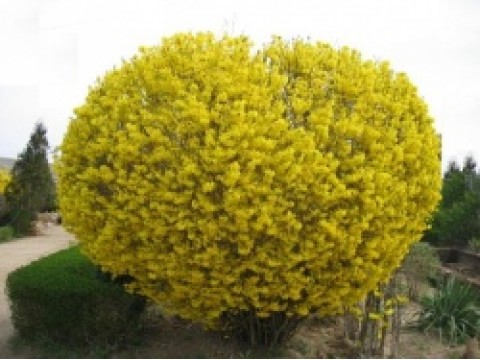 Forsithia Intermedia